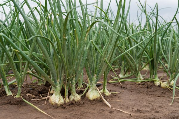 Солярис зеркало onion
